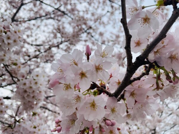 満開の 春を見つけて 笑顔咲く 西東京市 国分寺市 小金井市 福岡市のデイサービス おとなりさん